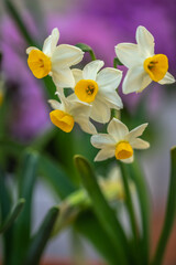 水仙の花　初春のイメージ