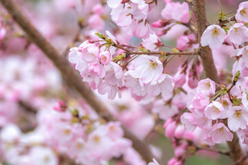 桜の花　春のイメージ