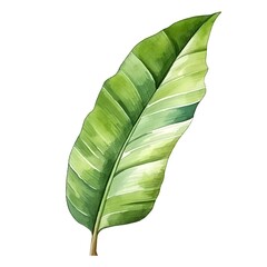 Vibrant Watercolor Sketch of Tropical Banana Leaf on White Background