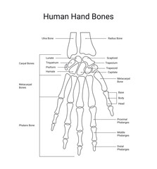 Diagram of human hand bones with line style
