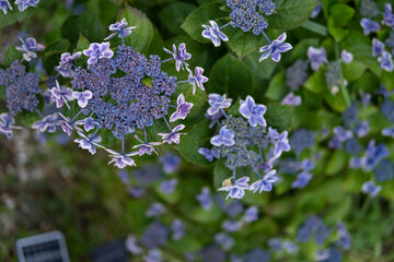 紫陽花の花　梅雨の季節のイメージ