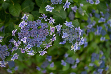 紫陽花の花　梅雨の季節のイメージ