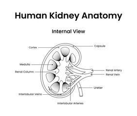 Human kidney anatomy internal view in line style