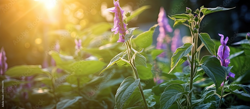 Poster Soft purple flower and young green long bean bush in the morning light Fresh homegrown organic vegetables green food Plant plot in urban farming Nature background with copy space