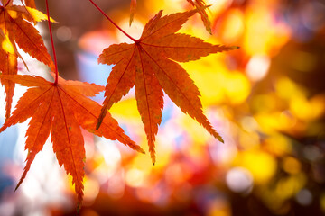 紅葉　秋のイメージ