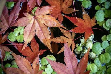 紅葉　秋のイメージ