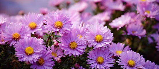 Fototapeta premium floral background of small Aster flowers with lilac petals daisy type flowers in autumn. Creative banner. Copyspace image