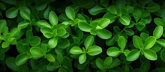 Fresh green tiny leaves texture background. Creative banner. Copyspace image