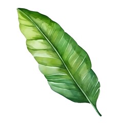 Fototapeta premium Watercolor Sketch of Tropical Banana Leaf on White Background
