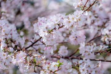 桜の花　春のイメージ