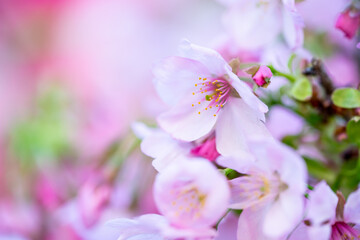 Fototapeta premium 桜の花 春のイメージ