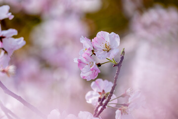 桜の花　春のイメージ