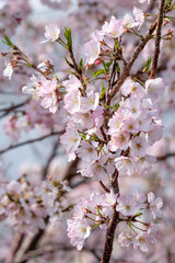 桜の花　春のイメージ