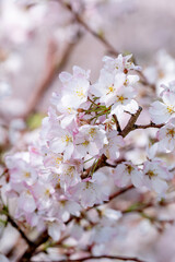 桜の花　春のイメージ