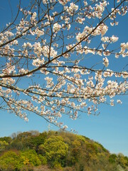 春の桜咲く21世紀の森と広場風景
