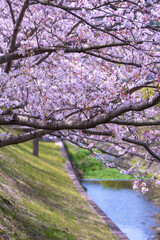 桜の花　春のイメージ