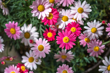 マーガレットの花　春のイメージ