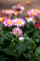 ダリアの花　春のイメージ