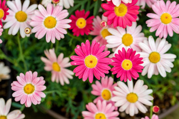 マーガレットの花　春のイメージ