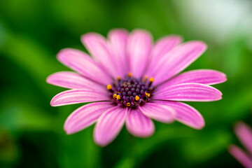 Obraz premium デイジーの花 春のイメージ