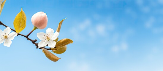 Pear blossom with five white petals on a branch surrounded by dry leaves with the blue sky in the background. Creative banner. Copyspace image