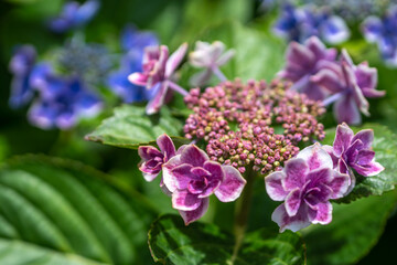 紫陽花の花　梅雨の季節のイメージ