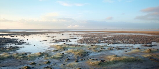 Riffle mudflats at low tide in the North Sea. Creative banner. Copyspace image