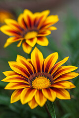 ガザニアの花　春のイメージ