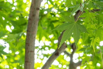 緑のモミジ　初夏のイメージ