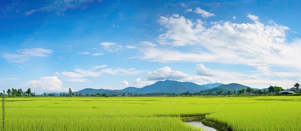 Poster summer rice fields and the sky. creative banner. copyspace image