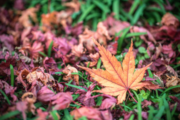 紅葉　落ち葉　秋のイメージ