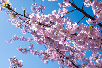 桜の花　春のイメージ