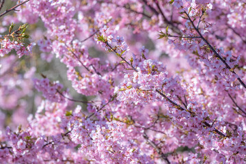 桜の花　春のイメージ