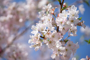 桜の花　春のイメージ