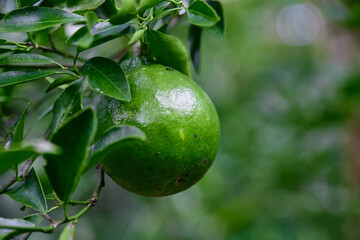 Close-up view of green Citrus reticulata Blanco or Neck Orange  hanging on tree branch