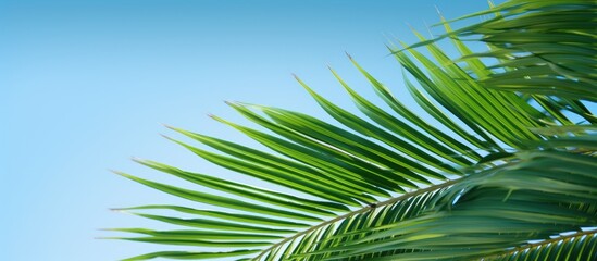 Fototapeta premium Palm tree leave close up on blue sky on background. Creative banner. Copyspace image
