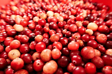 Red and yellow wild cranberrys, freshly harvested