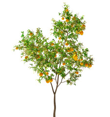 Isolated Highly Detailed Daylight  Vibrant Orange Fruits Mango Leaves Detailed Stem Standing On Shade Graphic Cutout Tall Realistic Cutout On Transparent Background 3D Rendering