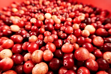 Wild freshly harvested cranberries in different shades of red and yellow