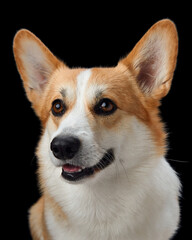 A joyful Pembroke Welsh Corgi grins broadly in a close-up against a stark black backdrop, radiating happiness. This dog cheerful demeanor and bright eyes