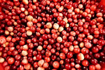 Many freshly harvested wild cranberries in different shades of red and yellow
