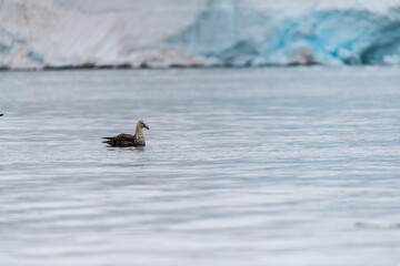 A southern Giant Petrel -Macronectes giganteus- flies around the Antarctic waters in front of an iceberg