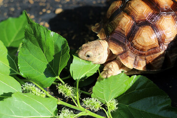 African Sulcata Tortoise Natural Habitat,Close up African spurred tortoise resting in the garden,...
