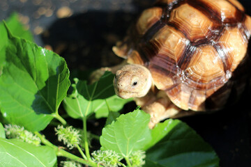 African Sulcata Tortoise Natural Habitat,Close up African spurred tortoise resting in the garden,...