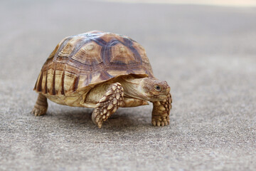 African Sulcata Tortoise Natural Habitat,Close up African spurred tortoise resting in the garden, Slow life ,Africa spurred tortoise sunbathe on ground with his protective shell ,Beautiful Tortoise