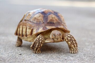 African Sulcata Tortoise Natural Habitat,Close up African spurred tortoise resting in the garden, Slow life ,Africa spurred tortoise sunbathe on ground with his protective shell ,Beautiful Tortoise