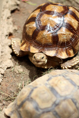 African Sulcata Tortoise Natural Habitat,Close up African spurred tortoise resting in the garden, Slow life ,Africa spurred tortoise sunbathe on ground with his protective shell ,Beautiful Tortoise