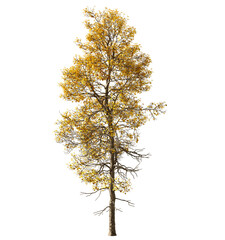 Isolated Highly Detailed Daylight Tree Yellow Autumn Leaves Detailed Stem Standing On Shade Graphic Cutout Tall Realistic Cutout On Transparent Background 3D illustration