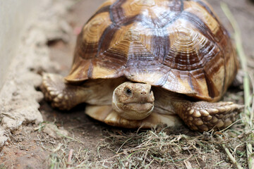 African Sulcata Tortoise Natural Habitat,Close up African spurred tortoise resting in the garden, Slow life ,Africa spurred tortoise sunbathe on ground with his protective shell ,Beautiful Tortoise