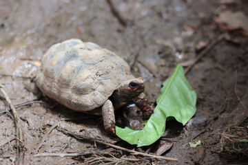 Cute small baby Red-foot Tortoise in the nature,The red-footed tortoise (Chelonoidis carbonarius) is a species of tortoise from northern South America